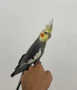 للبيع كروان
