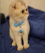 للبيع قطط سكوتش