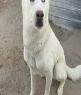 هاسكي ابيض ذكر و الثانيه نثيه