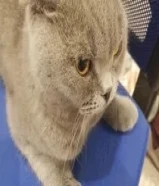 قط ذكر للتبني