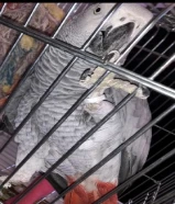 للبيع كاسكو مواليد 2023