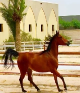 للبيع افرس وامهر عربي اصيل بيور