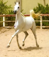 للبيع افرس وامهر عربي اصيل بيور