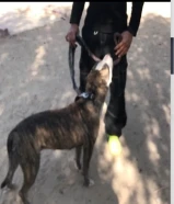 للبيع بيتبول xl الاصلي