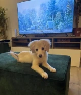 للبيع كلبة قولدن ريتريفر ميكس سبيتز