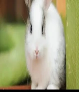 للبيع ارانب صغار