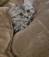 British long hair cat for adoption