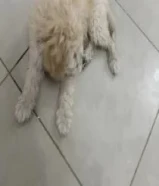 كلب بودل عمره شهرين