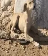 للبيع سلوقي