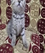 للبيع كيتن سكوتش متطعم مع كل أغراضه عمر شهرين