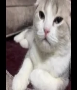 قطة للتزاوج عمرها سنة مهضومة وحنونة
