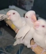 للبيع لوفبيرد بيعة سريعة