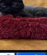 قطه للبيع لعووووووبه