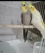 للبيع زوج كروان