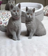 Male And Female British Shorthair available