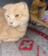 Scottish fold ginger