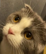 Female cat she’s very friendly and sweet