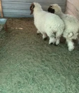 للبيع طليان محلي