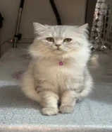 Cat for free adoption