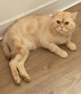 قط برتش للتبني - British male for adoption