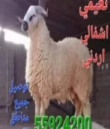 بيع جميع انواع الغنم55924200