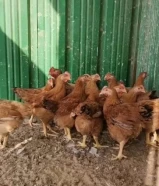 دجاج ساسو فرنسي