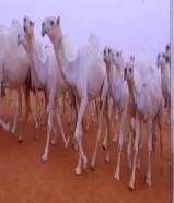 حلاقة وغسيل ابل