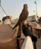 للبيع حميميج