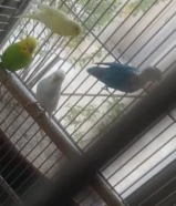 للبيع طيور حب بادجي