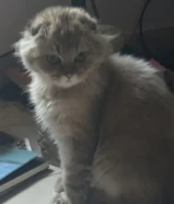 قط سكوتش فولد بيور للبيع