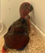 فرخ اكلكتوس