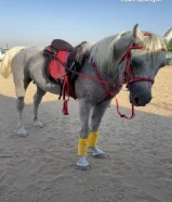 للبيع احصان بلدي