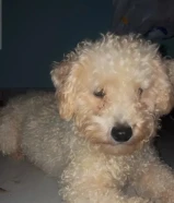 للبيع جلبه بودل حجمها صغير حيل و لعوبه و متدربه على البادز و مو مزعجه