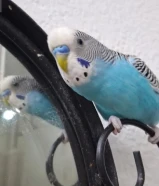 للبيع طيور البادجي اليفات