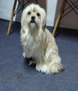 This puppy knows how to bathe and knows how to go to the bathroom when he needs to.