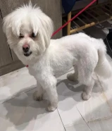 وجدت كلب مفقود في الجابريه