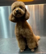 للبيع كلب توي بودل انثى