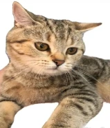 للتبني أنثى من فصيلة شيرازي عمر 3 سنوات. مطعمة بالكامل غير معقمة For adoption: Female Persian cat