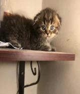 احلى كيتن سكوتش ماشاء الله