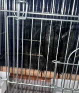 غراب ربوه عمره خمس اشهر