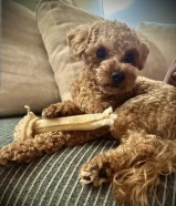 توي بودل بيور ذكر للتزاوج عمره 4 سنين