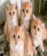 كتن أنواع مميزه برتش وسكوتش فولد