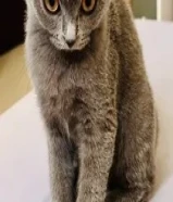 للبيع كيتين نثية سكوتش دبل فولد بالسالمية