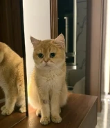 سكوتش قولد بريتش