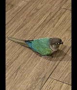 نوادر تحتهم بيض اقرا الإعلان كامل والأسعار نهائية