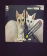 قط شيرازي وقط سكوتش