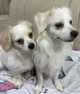 كلاب للتبني ^ مو قد المسؤوليه لا ترسل ^