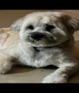 Male Maltese Mixed Breed 4 Years Old كلب هجين لعوب عمره 4 سنوات للبيع