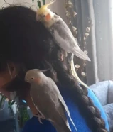 زوج كوكتيل بياض تربية منازل