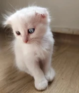 Scottish Fold & Persian Mix Kittens for Adoption